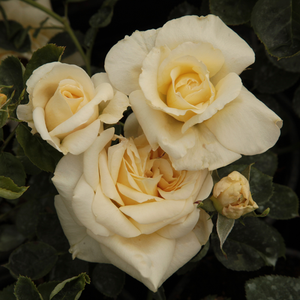 Rumena - Nostalgična vrtnica